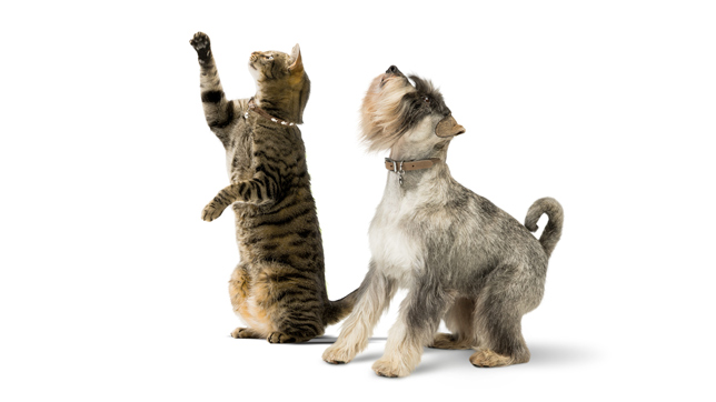 how to inject b12 shots Cobalequin - Chewable B12 Tablets for Dogs and Cats main image 1